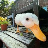 Аватарка канала Опрос от Гуся