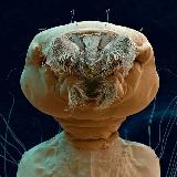 Аватарка канала Мир под Микроскопом