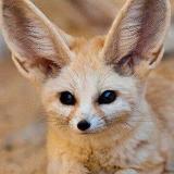 Аватарка канала Милые Животные