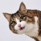Аватарка канала Rexiecat