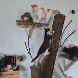 Аватарка канала Приют для бездомных животных "Надежда Кузбасса"