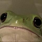 Аватарка канала Пруд DiSimon ☘️