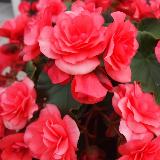 Аватарка канала PRO-PLANTS - ВЕГЕТАТИВНЫЕ ЧЕРЕНКИ - ВОРОНЕЖ