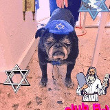 Аватарка канала ✡️еврейские анекдоты и мопсы✡️