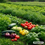 Аватарка канала Есть Идея|Дача и Огород