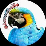Аватарка канала 🦜 LoroChollo - Chollos, Ofertas y Cupones